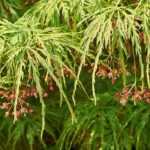7 weeping shrubs