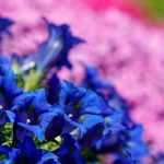 Pairing gentians in the garden