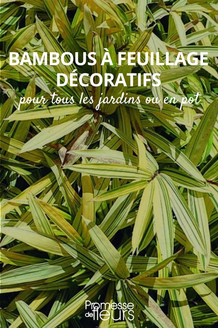 decorative bamboo foliage