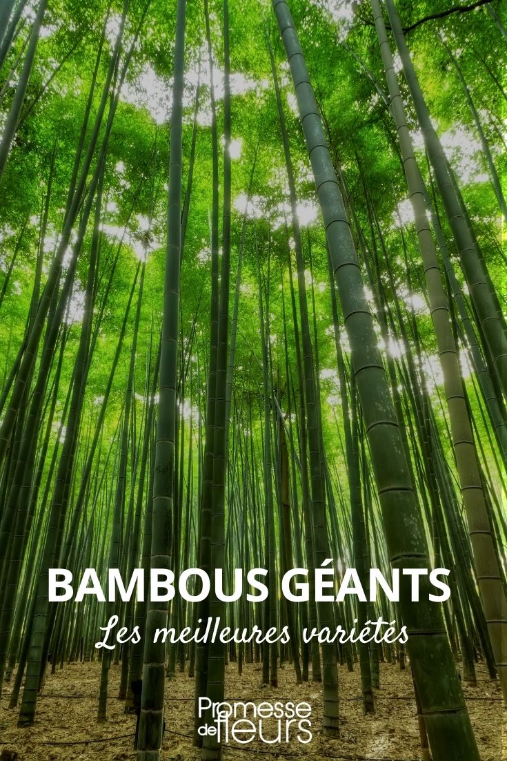 giant bamboo giant bamboo
