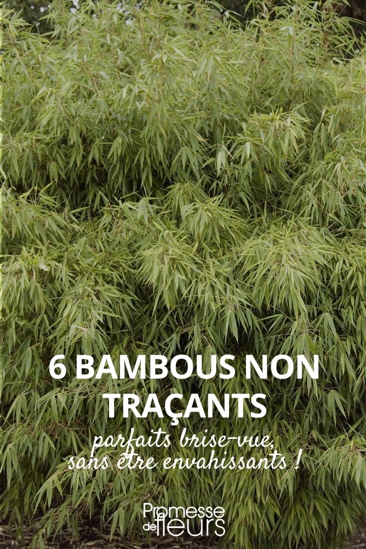 non-running bamboos non-running bamboos