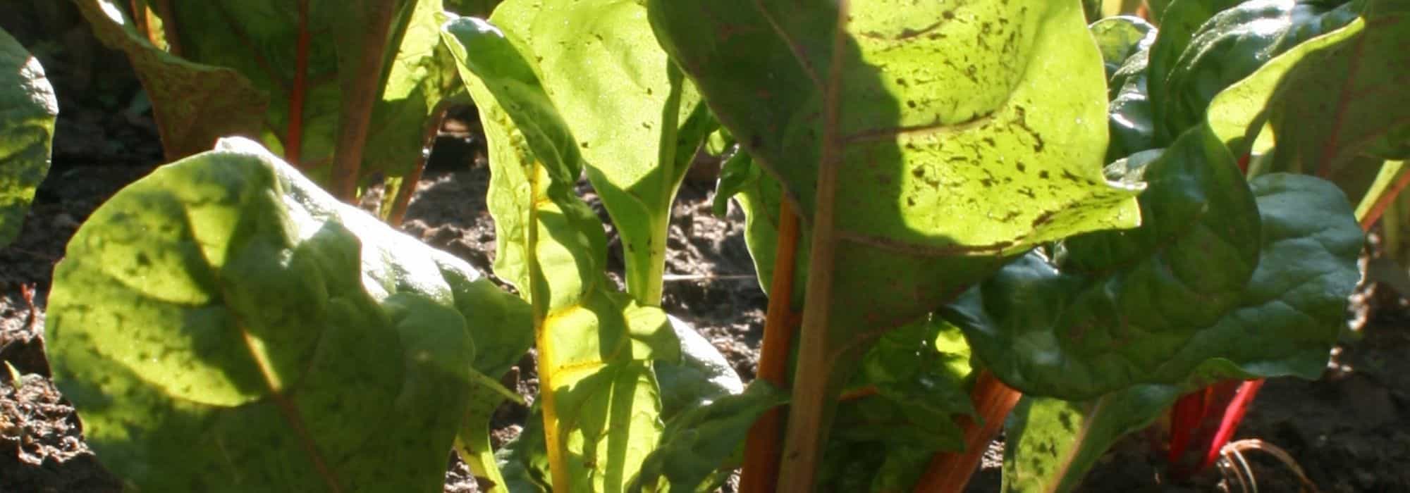 Diseases and Pests of Swiss Chard