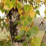 7 amazing birches to discover