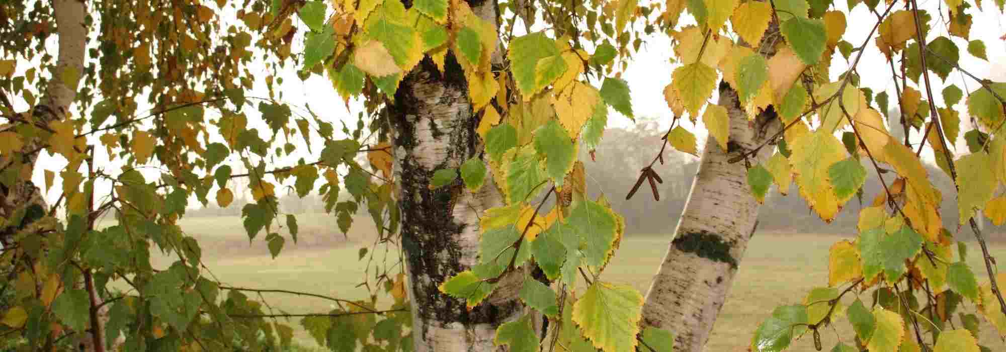 7 Amazing Birches to Discover