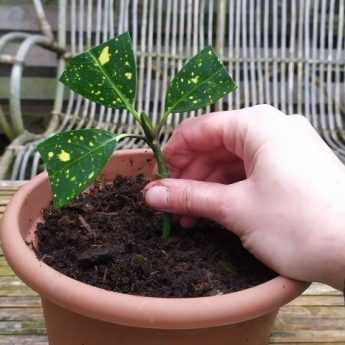 How to take cuttings from an aucuba?