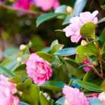 7 pink autumn camellias