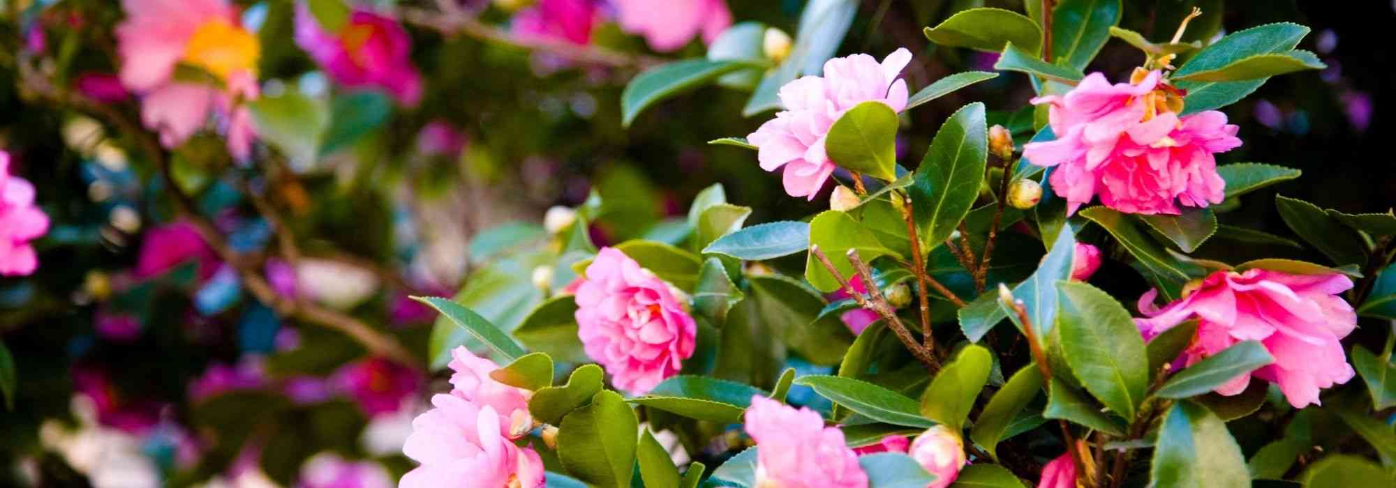 7 pink autumn camellias