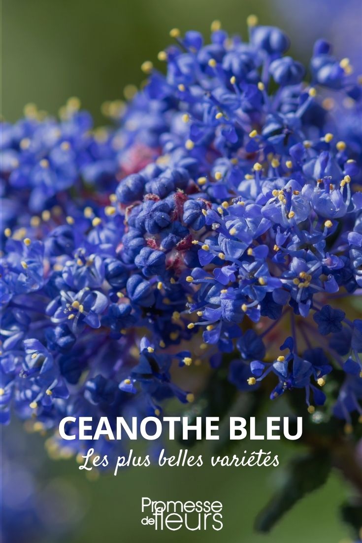 Ceanothus Blue, Most Beautiful Varieties Ceanothus Blue, Most Beautiful Varieties