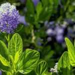 Growing Ceanothus in pots