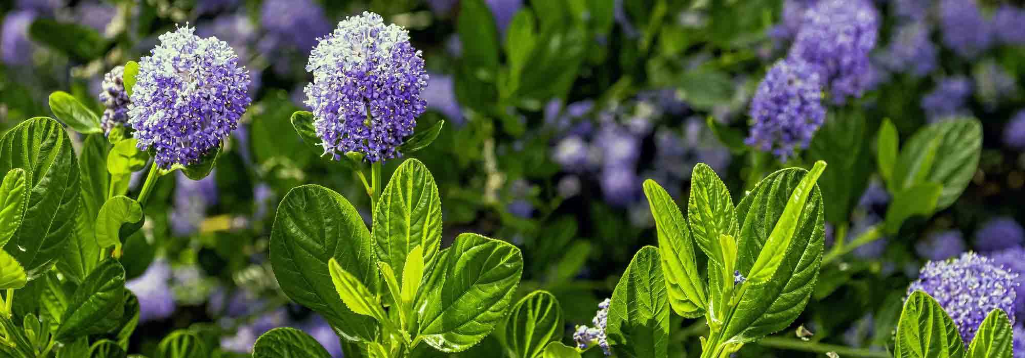 Growing a Ceanothus in a pot