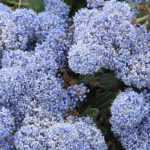 Creeping Ceanothus: the best varieties for slopes