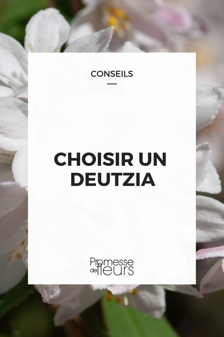 Choose Deutzia Choose Deutzia