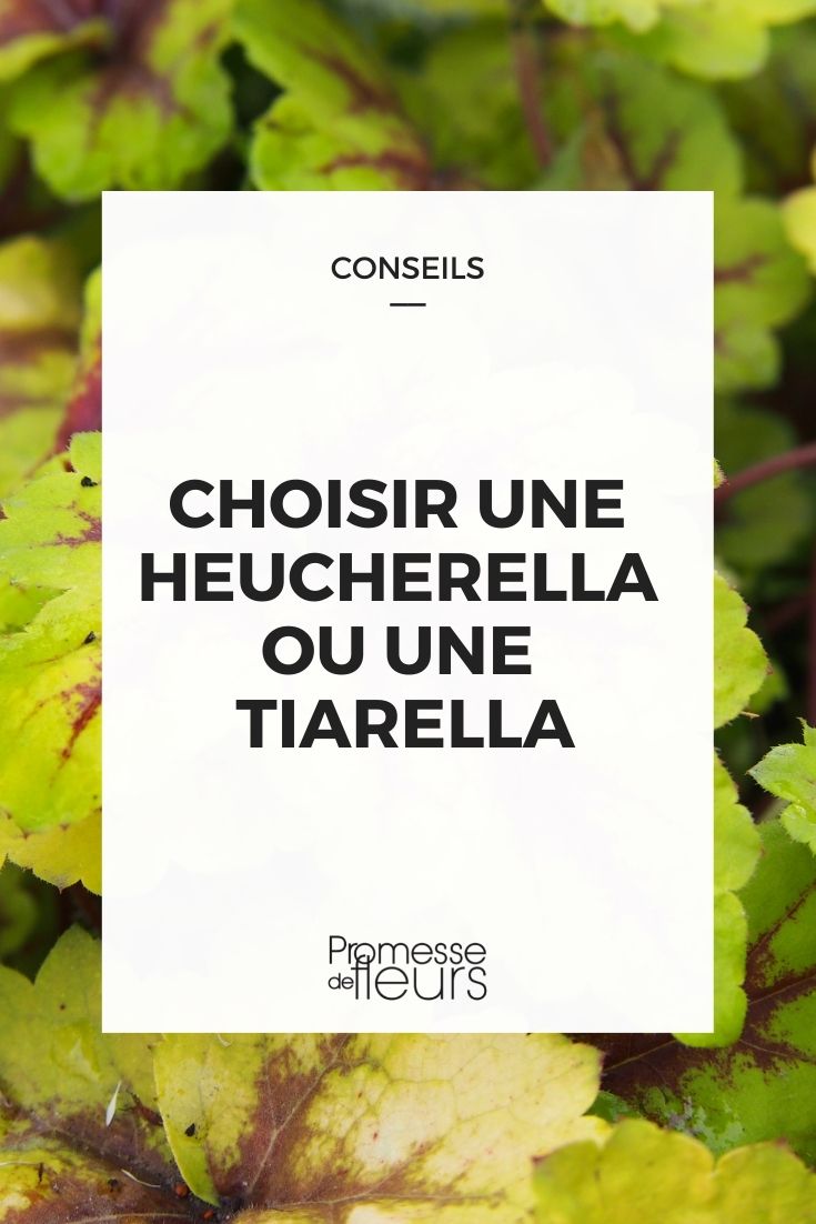 Choose Heucherella Tiarella Choose Heucherella Tiarella