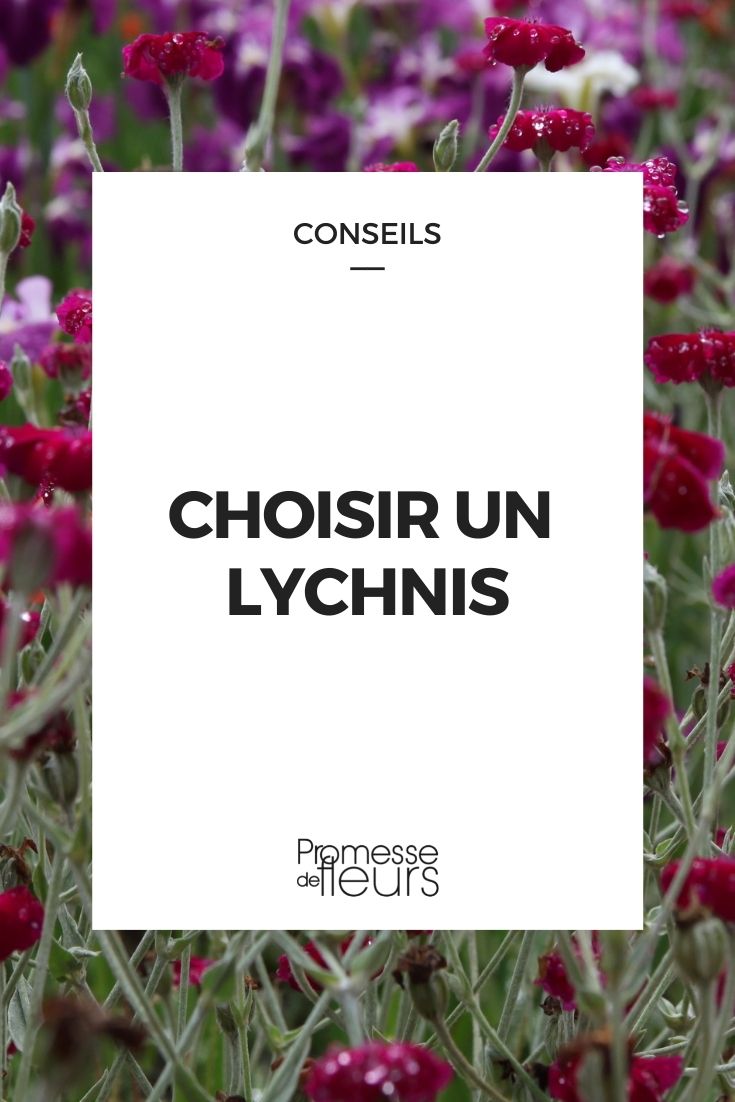 Choose Lychnis. Choose {glossary:Lychnis}