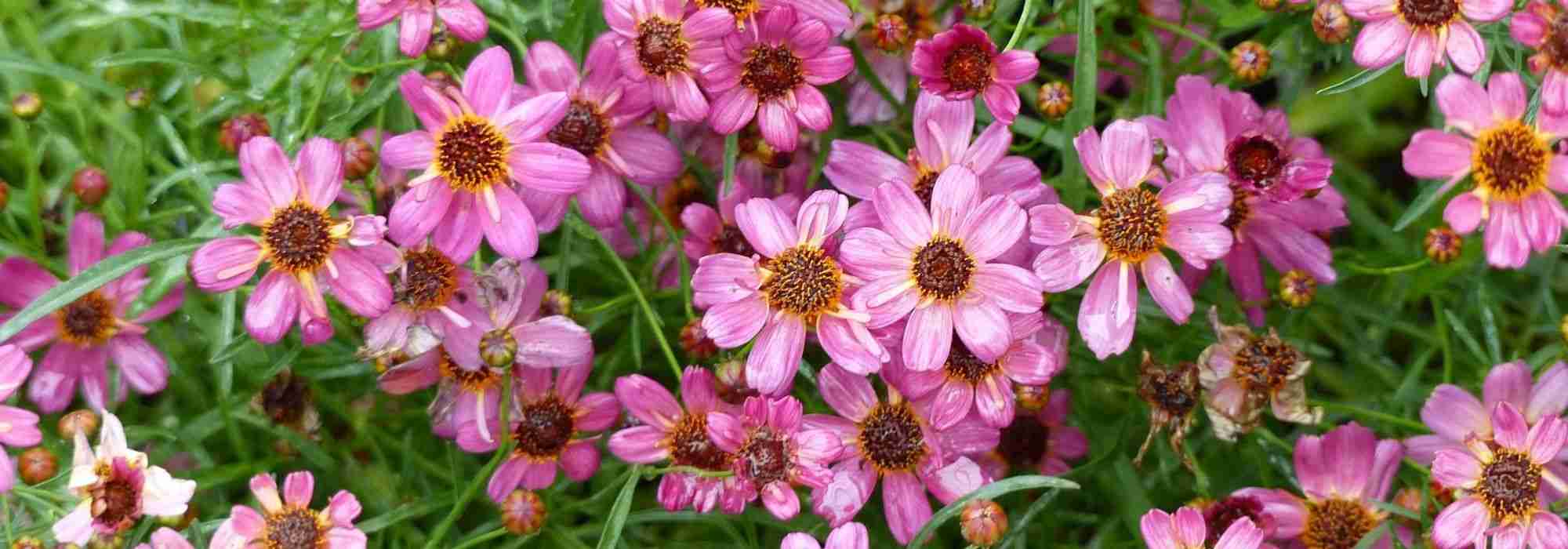 Choosing a Coreopsis