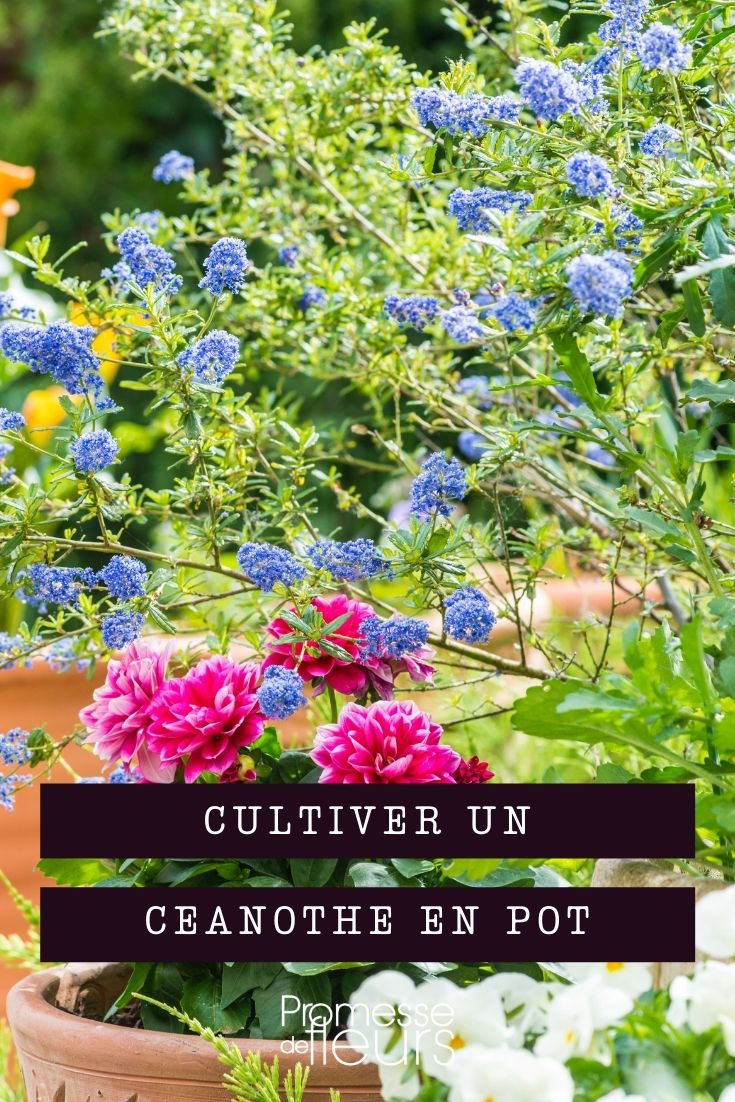 Growing Ceanothus in Containers Growing Ceanothus in Containers