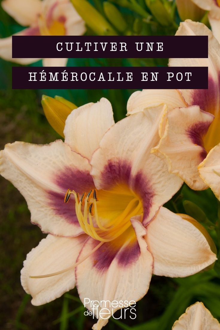 Growing Daylilies in Pots
Daylilies (Hemerocallis) are a popular choice for gardeners due to their vibrant colours and easy maintenance. Growing them in pots is an excellent option for those with limited space or who wish to add versatility to their garden layouts.
**Choosing the Right Pot**
Select a pot that is at least 40cm in diameter and has good drainage. Daylilies thrive in well-drained soil, so ensure your pot has several drainage holes.
**Soil and Planting**
Use a high-quality potting mix designed for flowering plants. Plant the daylily so that the crown (the part where the roots meet the stem) is about 2.5cm below the surface of the soil.
**Positioning**
Daylilies prefer a sunny location but can tolerate partial shade. In hotter climates, some afternoon shade can help protect the flowers from excessive heat.
**Watering**
Keep the soil consistently moist, especially during the growing season. Water deeply when the top inch of soil feels dry to the touch. Avoid overwatering, as this can lead to root rot.
**Feeding**
Feed your daylilies with a balanced, slow-release fertilizer at the beginning of the growing season to encourage vibrant blooms.
**General Care**
Remove spent flowers regularly to promote further blooming. At the end of the blooming season, cut back the foliage to keep the plant tidy.
By following these simple tips, you can enjoy the stunning beauty of daylilies in your container garden.