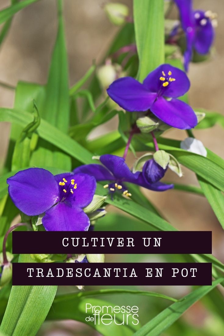 Growing Tradescantia in Pots
Tradescantia, commonly known as spiderwort, is a charming and versatile plant that thrives both indoors and outdoors. Its cascading growth habit makes it an excellent choice for hanging baskets or elevated planters. Here’s how to successfully cultivate Tradescantia in pots, ensuring it remains healthy and vibrant.
**Choosing the Right Pot**
Select a pot with adequate drainage holes to prevent waterlogging, which can lead to root rot. Tradescantia does well in a variety of pot sizes, but ensure the pot is not too large as this can also retain excess water.
**Soil Requirements**
Use a well-draining potting mix. A blend designed for houseplants typically works well. You can enhance drainage by adding perlite or sand to the mix.
**Lighting Conditions**
Tradescantia plants prefer bright, indirect light. Too much direct sunlight can scorch the leaves, while too little light can cause the plant to become leggy. If you’re growing it indoors, a spot near a window with filtered light is ideal.
**Watering Schedule**
Water your Tradescantia when the top inch of soil feels dry. Be cautious not to overwater, as this plant is sensitive to soggy conditions. During the winter months, reduce watering as the plant’s growth slows down.
**Feeding**
Fertilize your Tradescantia every four to six weeks during the growing season with a balanced, water-soluble fertilizer. Reduce feeding in the winter months.
**General Care**
Pinch back the tips of the Tradescantia to encourage bushier growth. This will prevent the plant from becoming too leggy and will promote more vibrant foliage.
**Pest Management**
Keep an eye out for common pests such as spider mites and aphids. Treat infestations promptly with insecticidal soap or neem oil.
By following these simple steps, your Tradescantia will flourish in a pot, adding a touch of nature’s beauty to your home or garden. Happy gardening! Growing Tradescantia in Pots