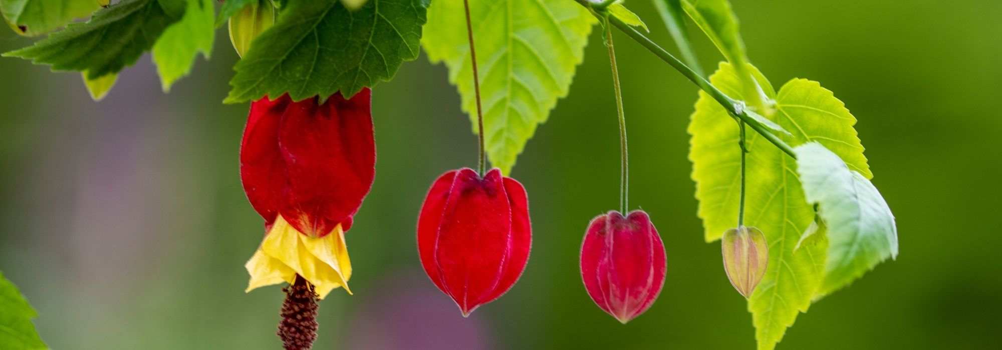 Growing Abutilon in pots