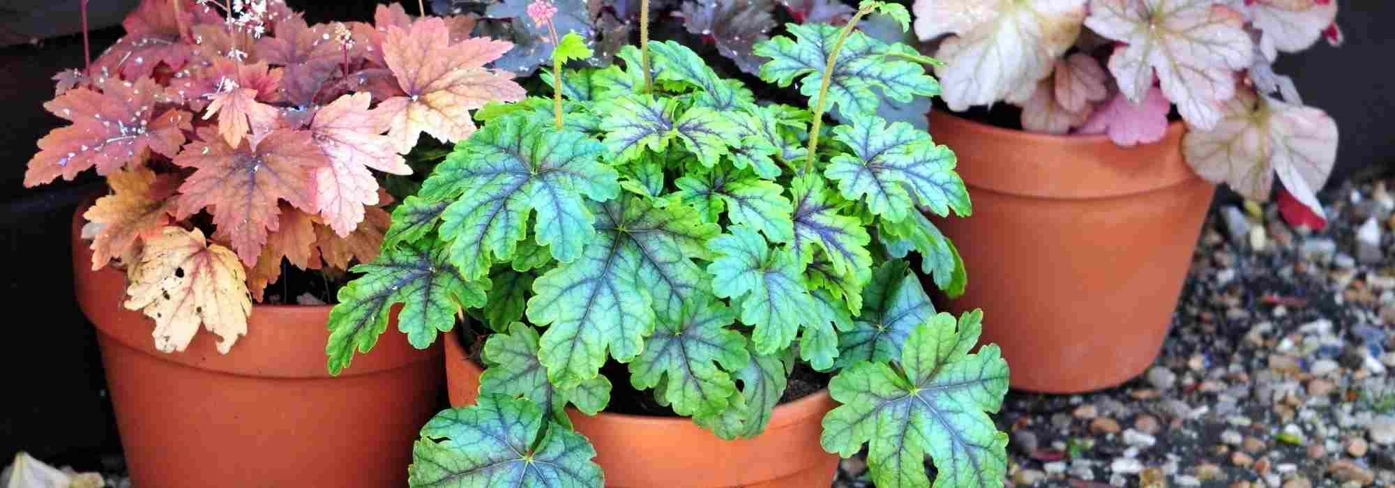 Growing Heuchera in pots