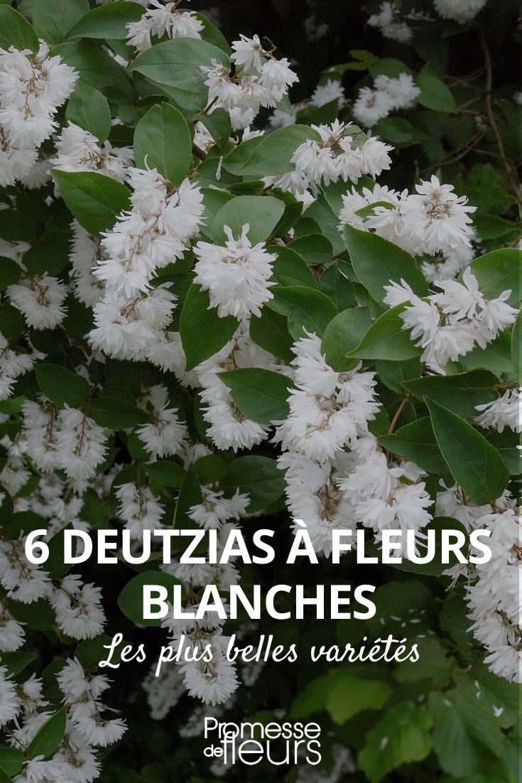 white deutzia