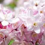 7 pink-flowered deutzias