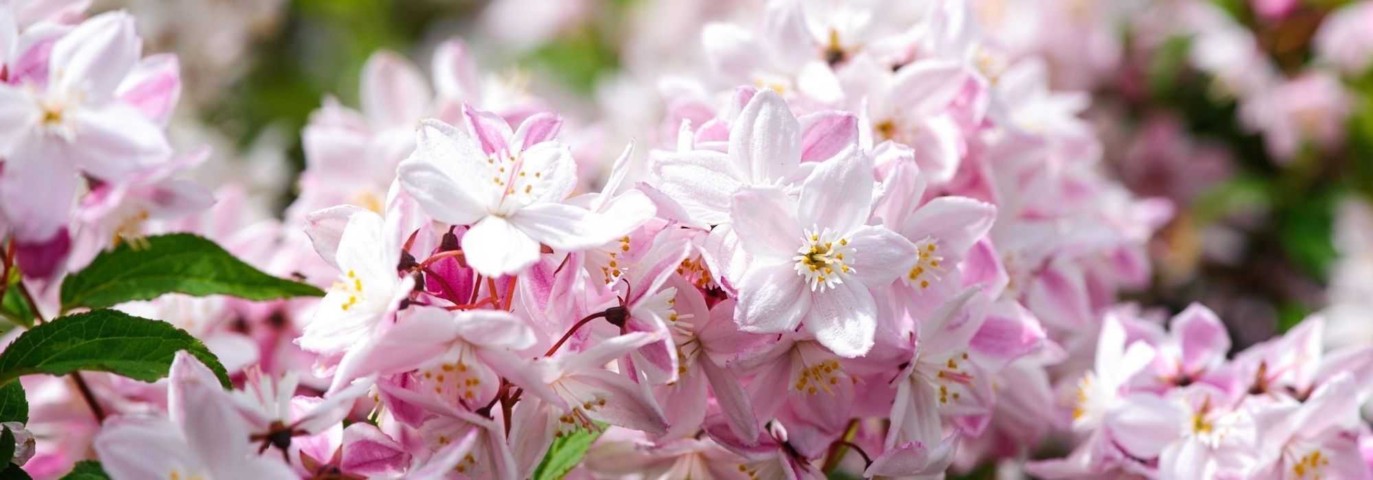 7 pink-flowered deutzias