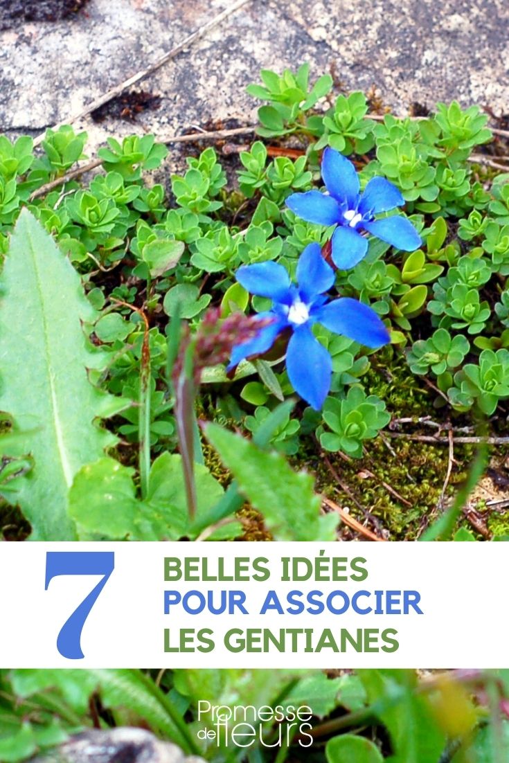 Gentian-Associate gentian-companion