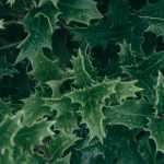 How to create a defensive hedge?