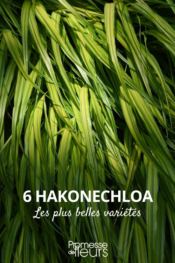 Hakonechloa: Most Beautiful Varieties