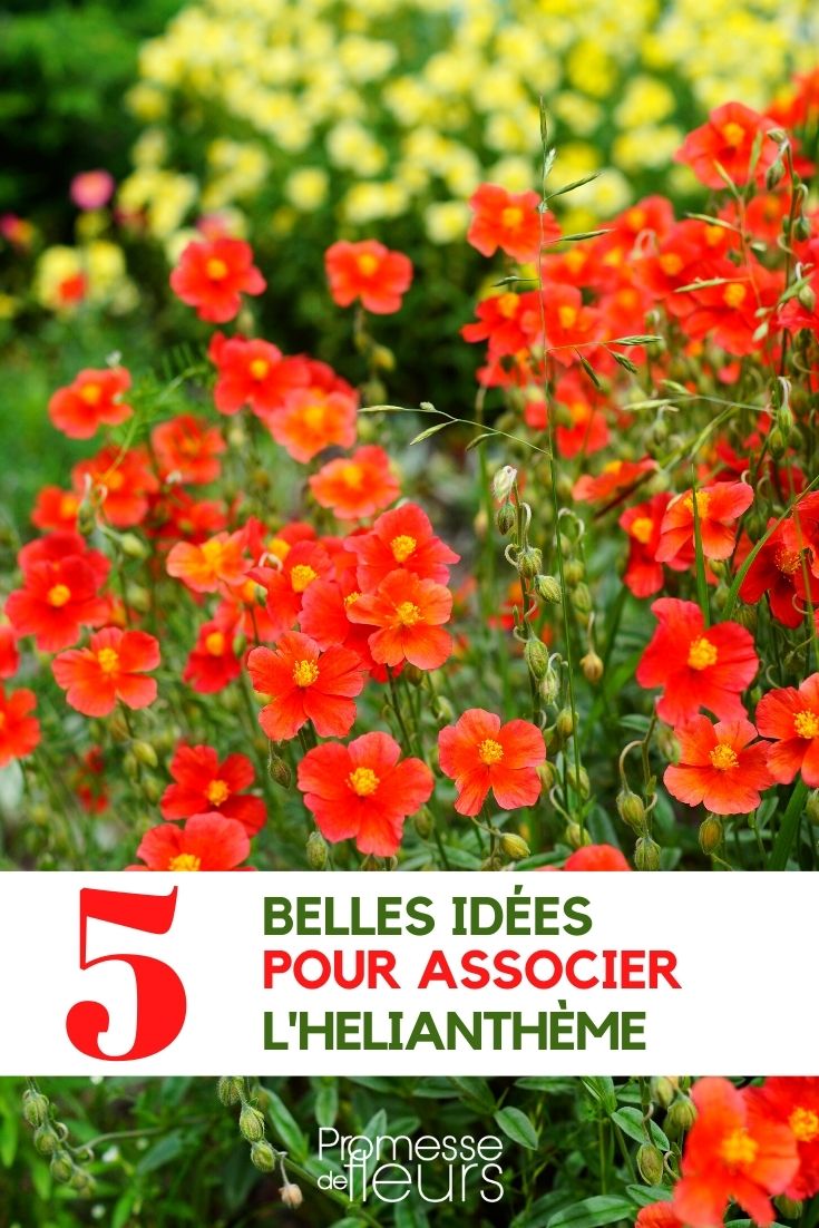 Je suis désolé, mais il semble que vous n'ayez pas fourni de texte à traduire. Pourriez-vous fournir le contenu que vous souhaitez voir traduit ? Merci ! sunrose-associate