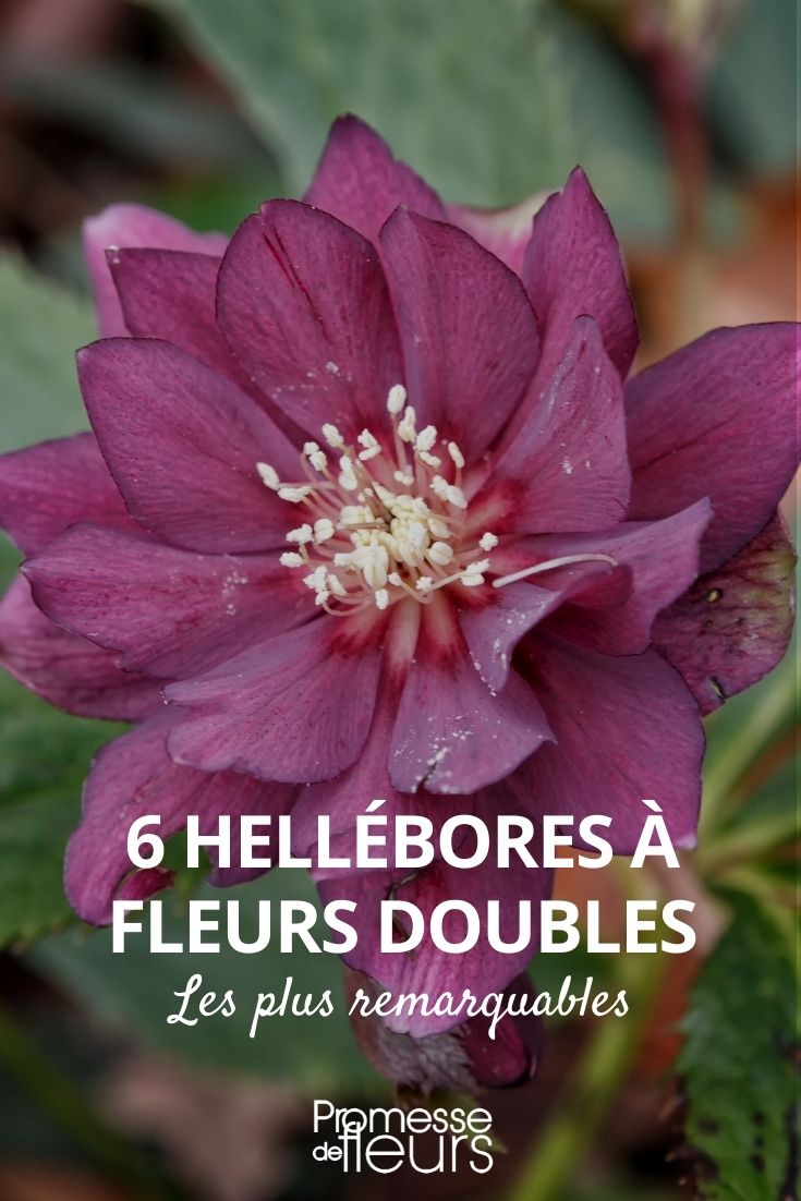 Double Flowers Hellebore