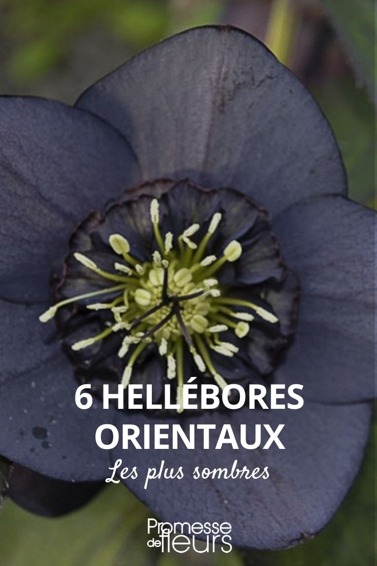 dark hellebore flowers hellebore dark flowers, hellebore dark flowers