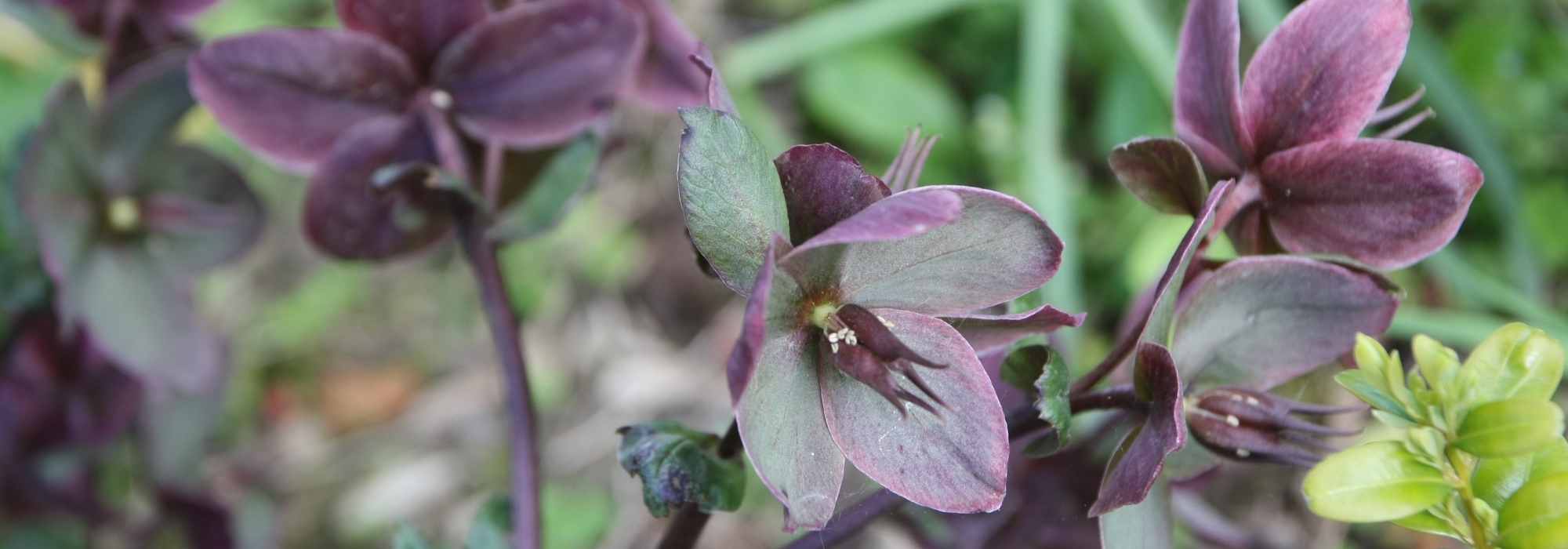 Oriental Hellebores: the darkest ones