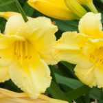 7 daylilies with yellow flowers