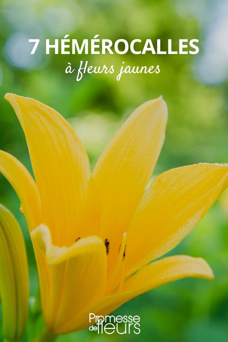 daylily yellow daylily