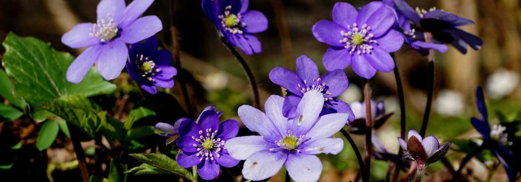Liverworts: planting and growing