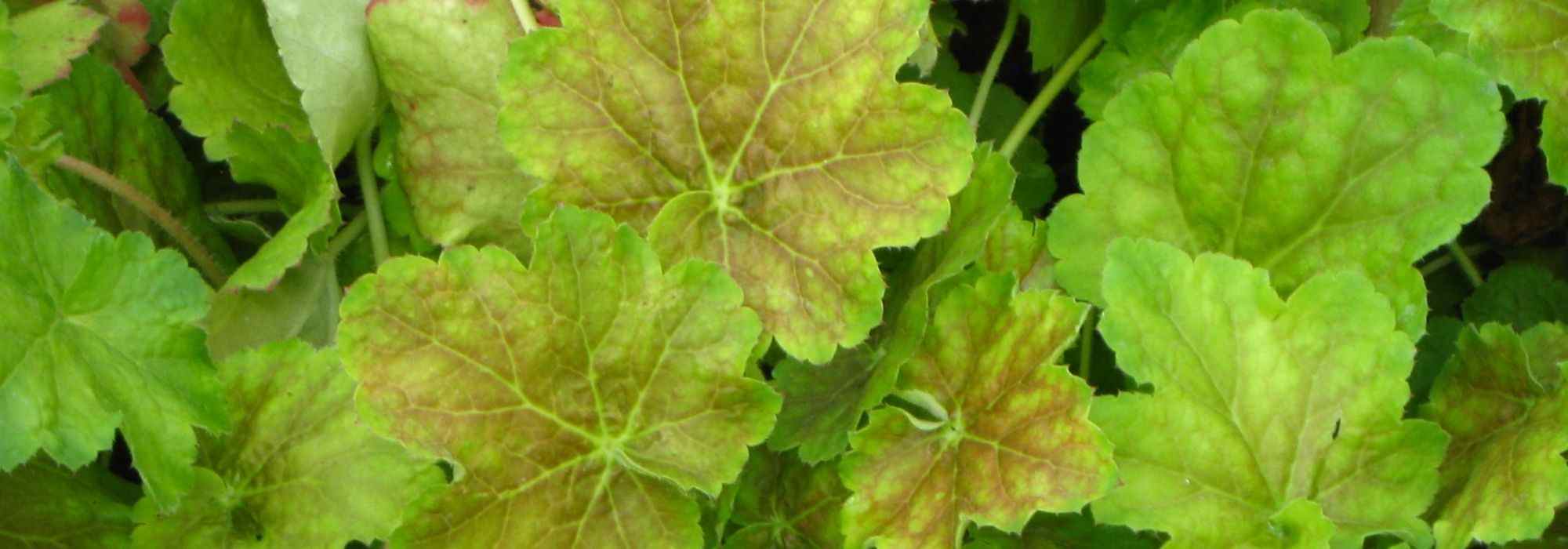 6 golden-leaved heucheras