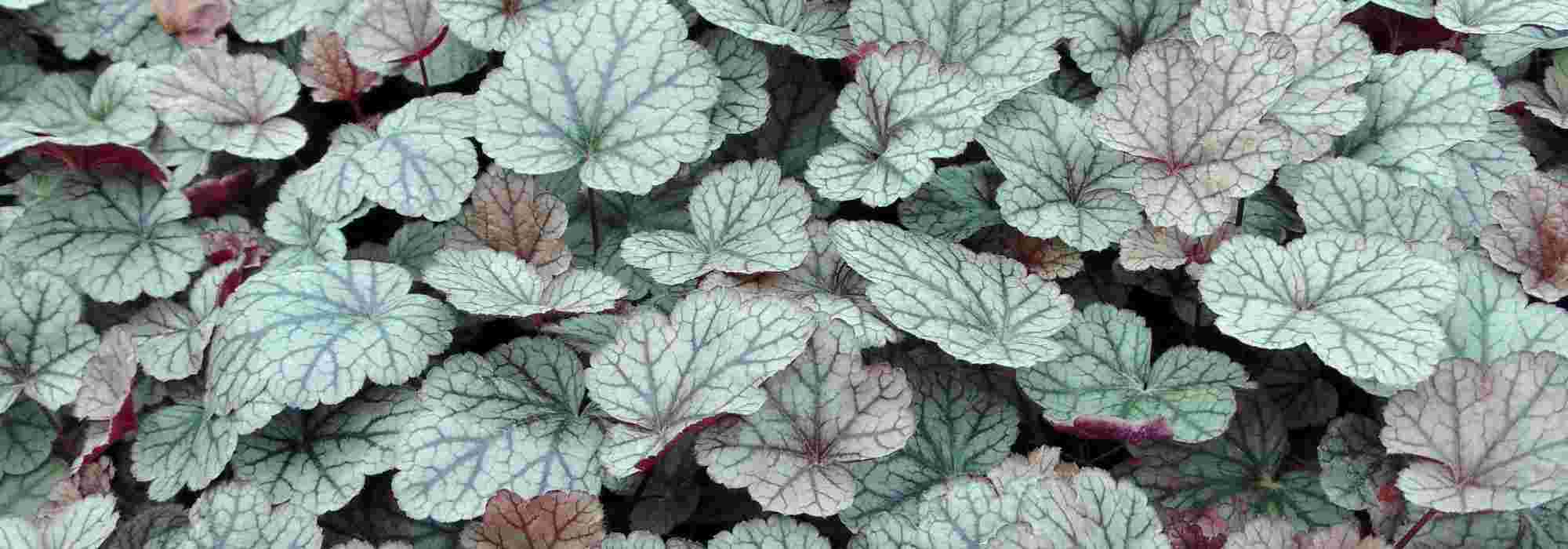 6 silver-leaved heucheras