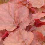 7 Heucheras with orange foliage