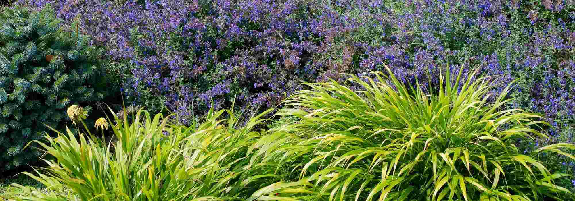 Hakonechloa: nice pairing ideas