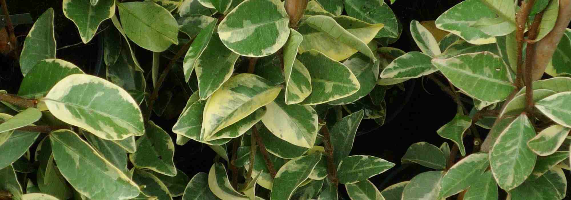 5 Jasmines with decorative foliage