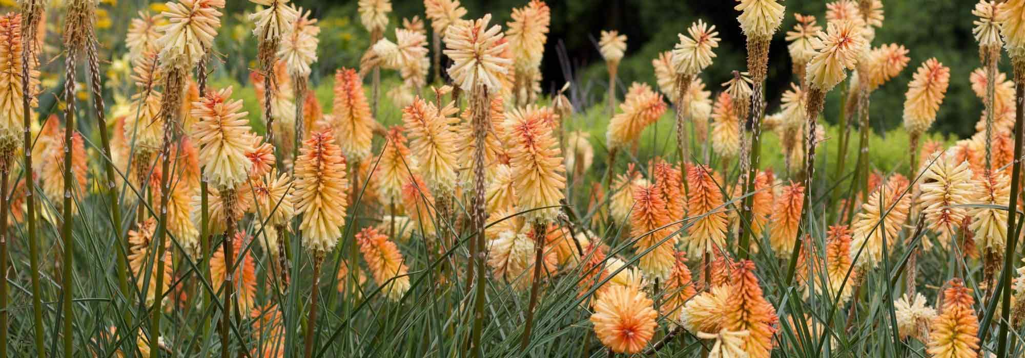 Kniphofia: the most beautiful varieties