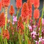 Growing Kniphofia in pots