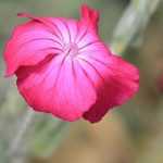 How to choose a Lychnis?