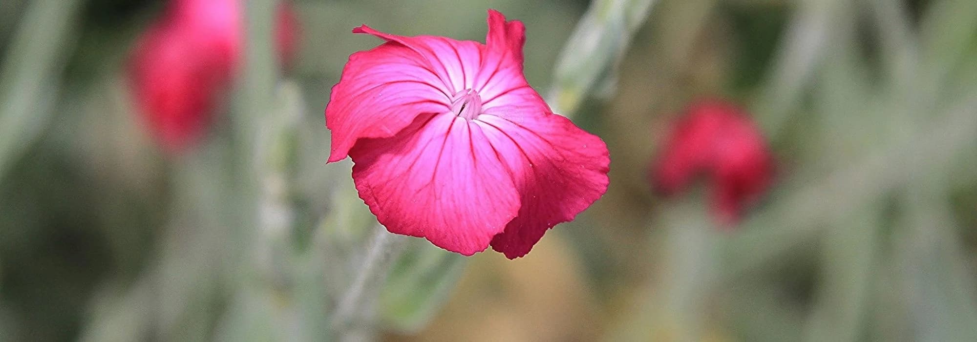 How to choose a Lychnis?