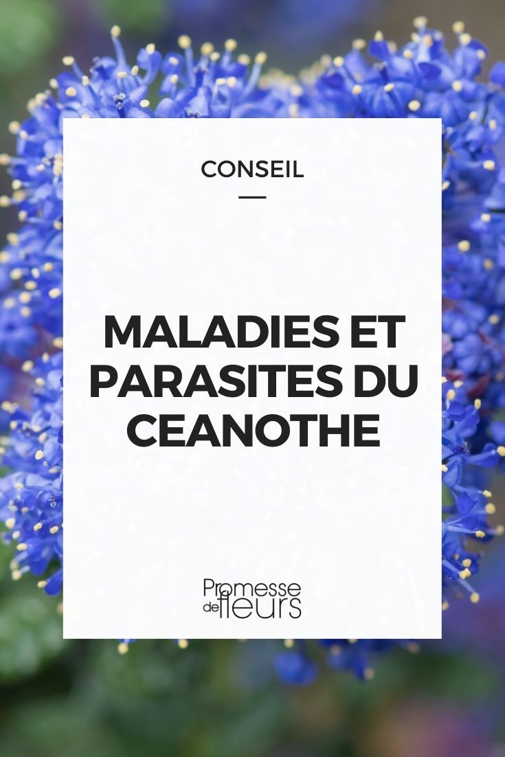 Parasitic Diseases of Ceanothus Parasitic Diseases of Ceanothus