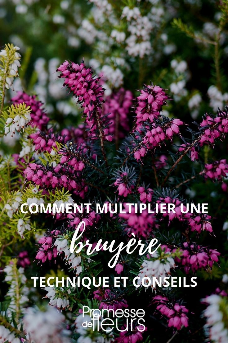 Propagating Heather