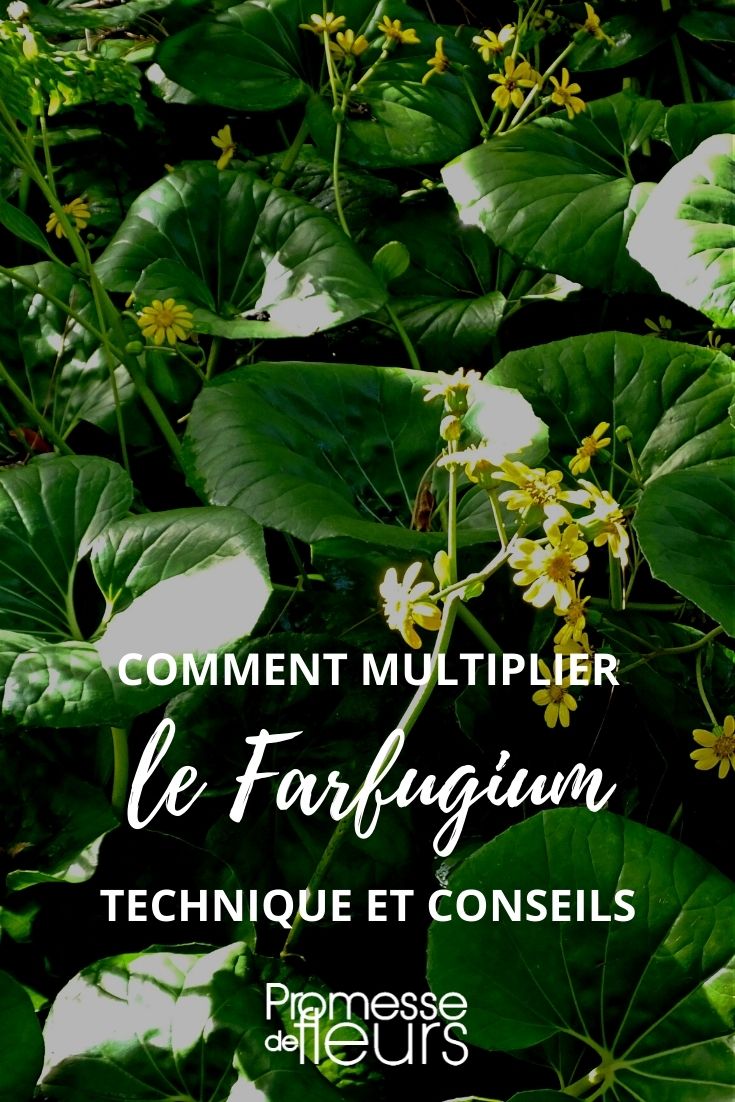 Propagating Farfugium