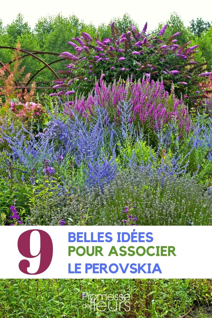 perovskia-associate (1) perovskia-associer